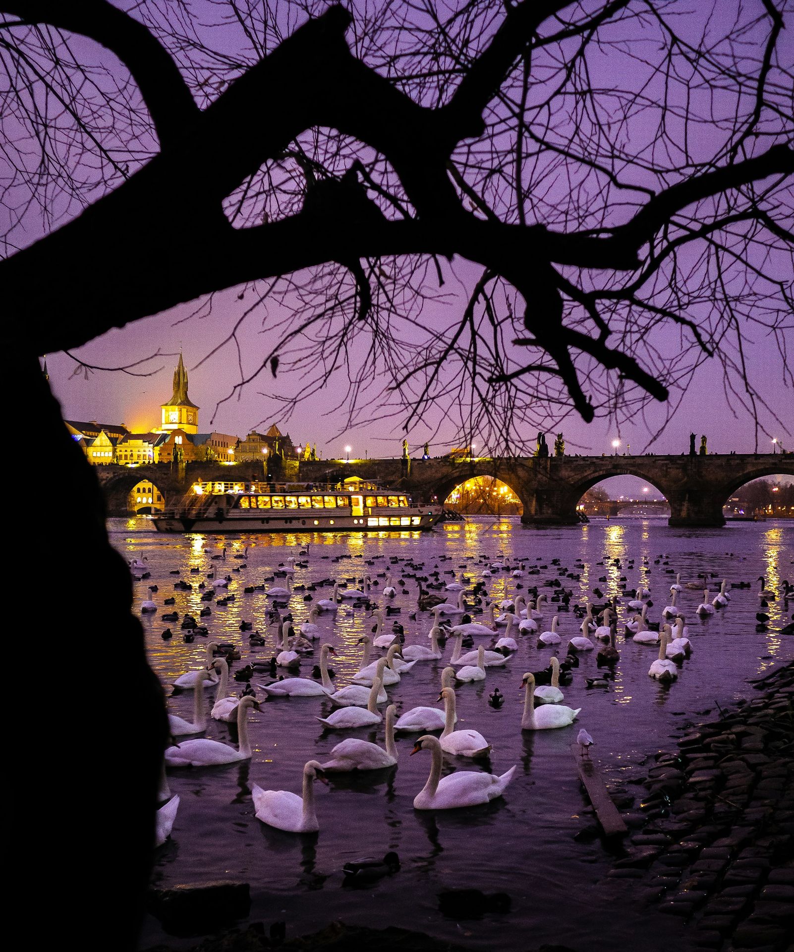 swans in water